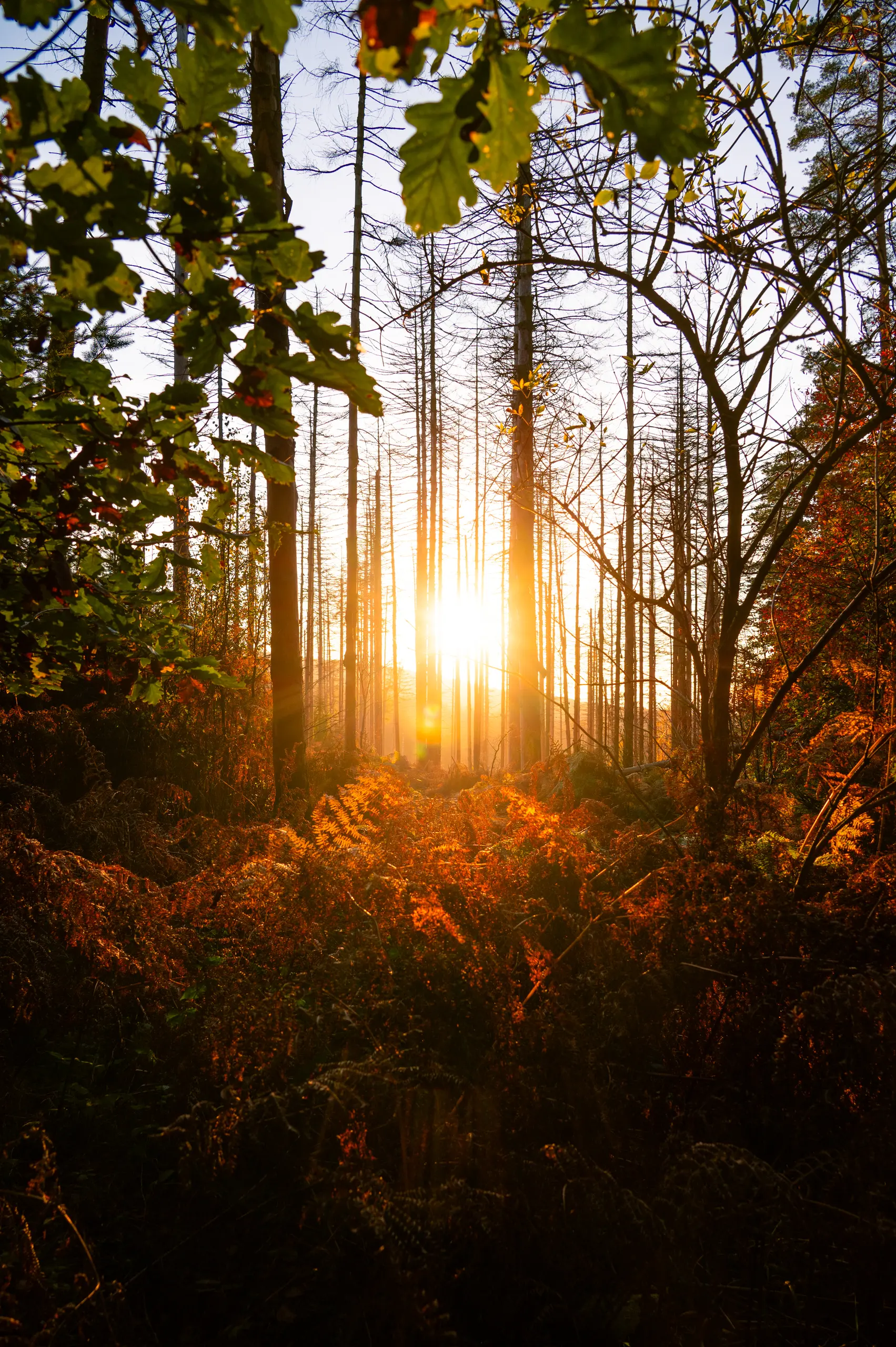 Herbst auf dem Reineberg